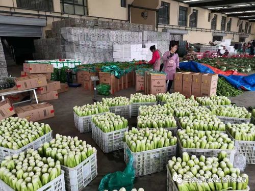 筑牢源头防线，守护舌尖安全——兰陵县市场监管局深入开展农贸农批市场食用农产品专项检查